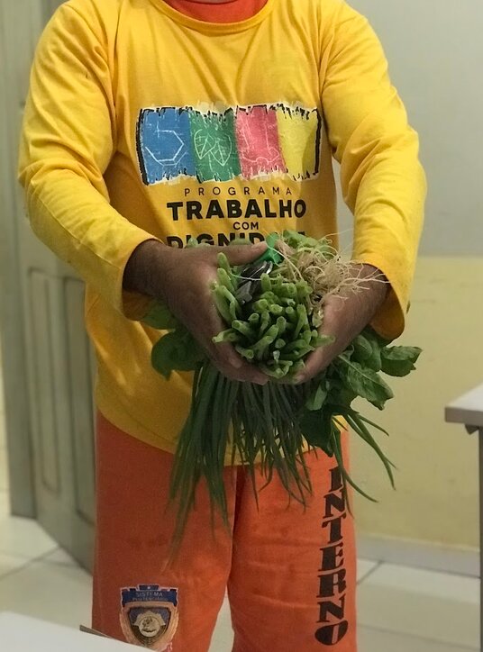 Colheita da horta do programa Trabalho com Dignidade